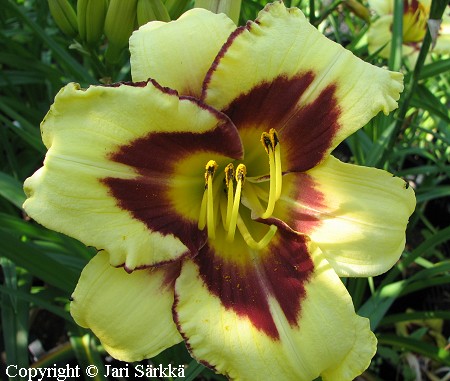 Hemerocallis Hybrida-Ryhm 'El Desperado', tarhapaivanlilja